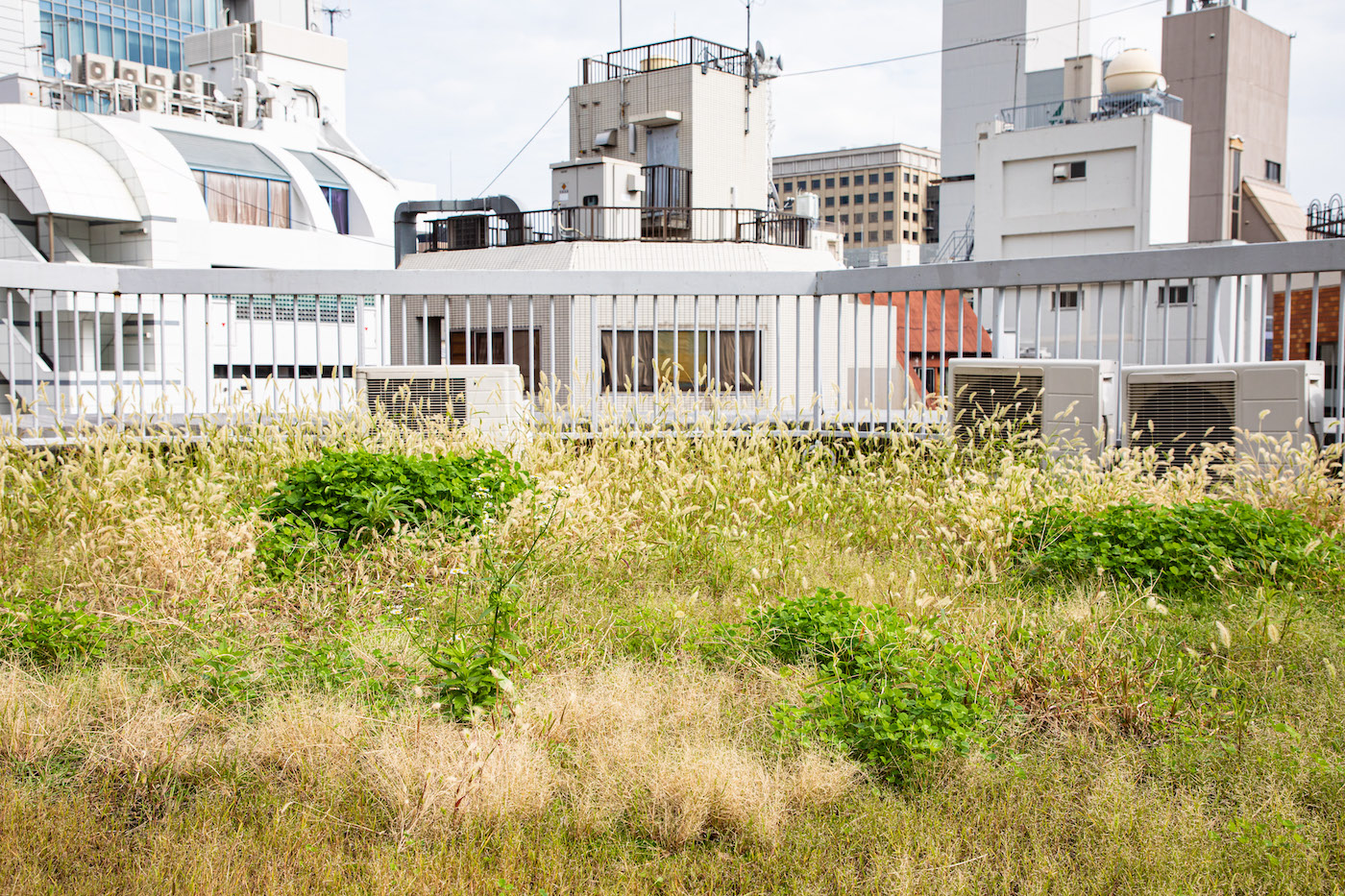 泰生ビル 泰生ビルの屋上を緑化する「TAISEI GARDEN Project」、オープンパーティーをレポート！ - 泰有社